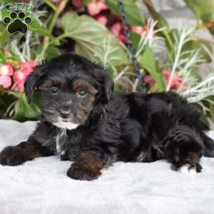 Riley, Yorkie Poo Puppy
